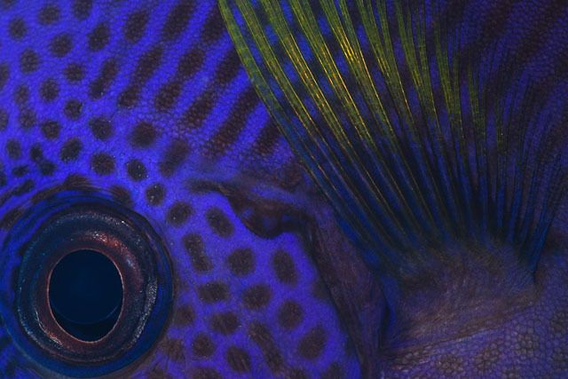 Patterns in nature