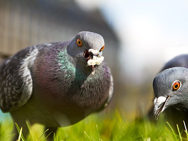 City Pidgeon